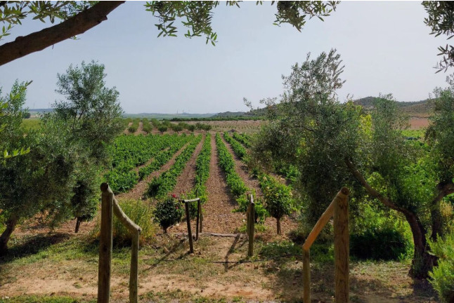 Ruta del Vino: Visita a Bodega Mainetes, Cata de Vino y Tapas para dos (Fuente Álamo, Albacete)