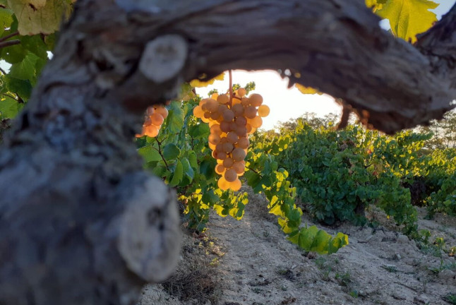 Visita a Bodega con Cata de Vinos en MontRubí (Alt Penedès, Barcelona)