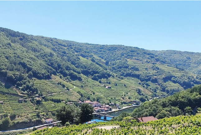 Visita a Bodega Via Romana y Viñedos con Cata de 3 Vinos para dos (Lugo)