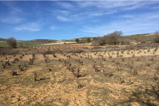 Visita a Bodegas Arbás, Viñedos y Cata de 2 Vinos con Quesos y Embutidos para dos (Valladolid)