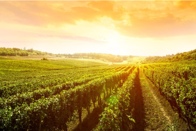 Visita a Bodegas Cañalva con Cata de Vinos y Maridaje para dos (Cáceres, Extremadura)
