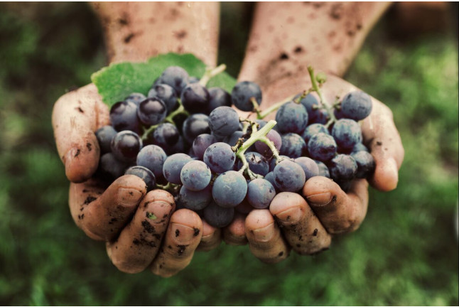 Visita a Bodegas Cañalva con Cata de Vinos y Maridaje para dos (Cáceres, Extremadura)