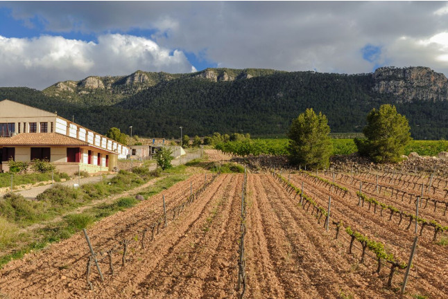 Visita al Museo del Vino con Cata y Tapas para dos en Hacienda del Carche / Casa de la Ermita (Jumilla, Murcia)