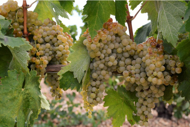 Visita a Bodegas La Soterraña con Cata de Vinos y Aperitivo para dos (Olmedo, Valladolid)