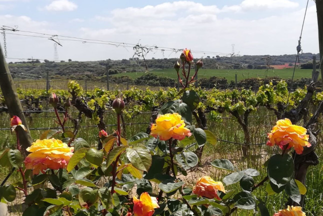 Visita Guiada a Bodega ENATE, interpretación de la Sala de Arte y cata para dos (Salas Bajas, Huesca)