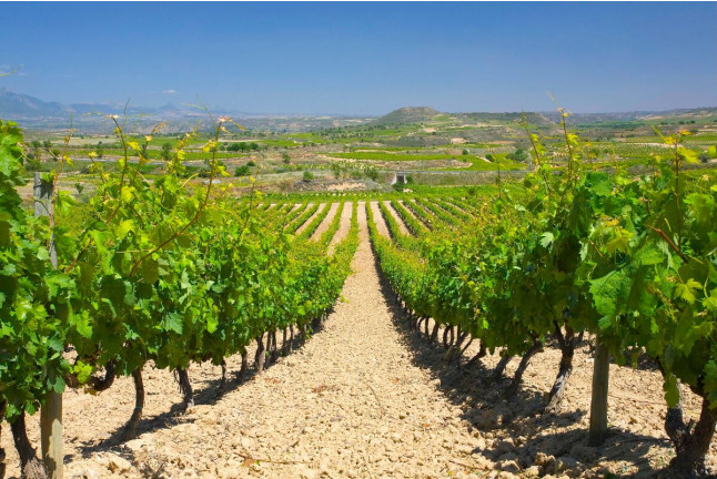 Visita y Cata de Vino y de Ibéricos para dos en Bodegas Perica (La Rioja) 
