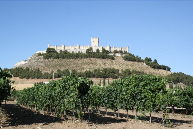 Visita a Bodegas Marcos y Cata de Vinos con Aperitivos amenizada con Magia para dos (Peñafiel, Valladolid)