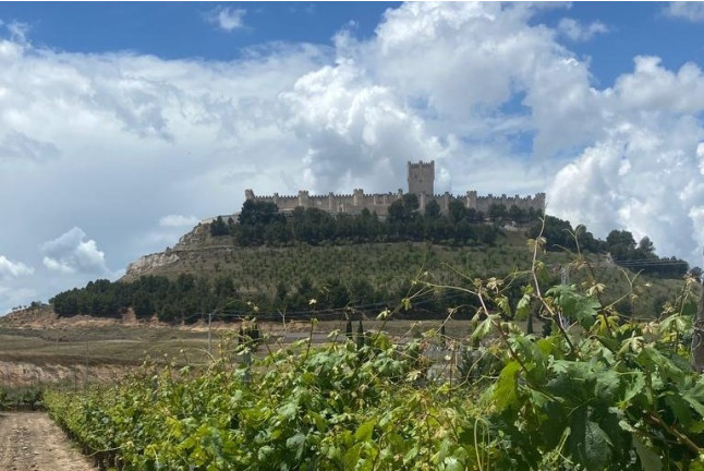 Visita a Bodegas Marcos y Cata de Vinos con Aperitivos amenizada con Magia para dos (Peñafiel, Valladolid)