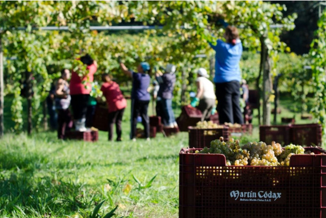 Visita a Bodegas Martín Códax con Cata de 2 Vinos para dos (Pontevedra)