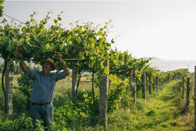 Visita a Bodegas Martín Códax con Cata de 2 Vinos para dos (Pontevedra)