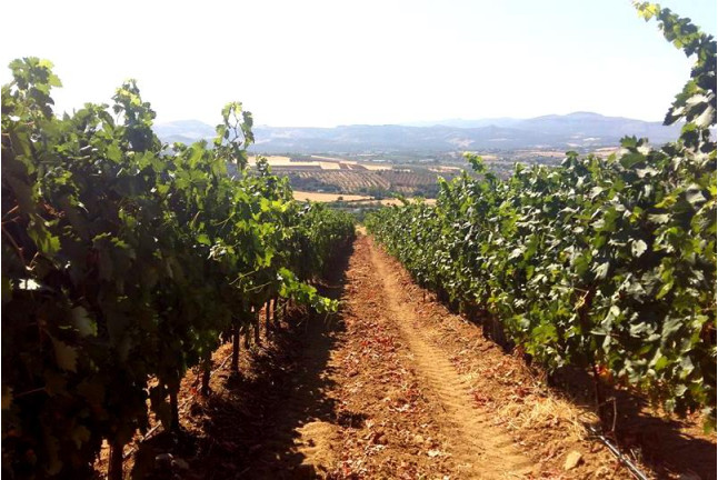 Visita a Bodegas Morosanto con Cata Guiada para dos (Málaga)