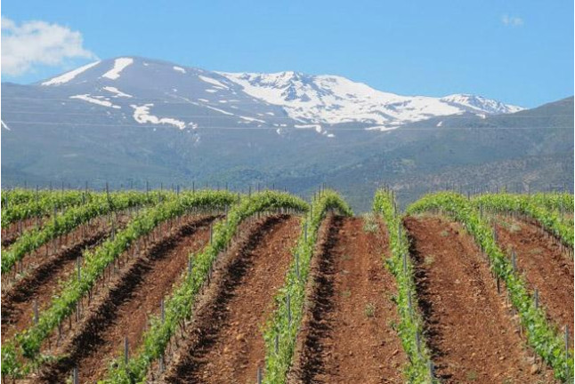 Visita a las Bodegas Muñana y Degustación de vino para dos (Granada)