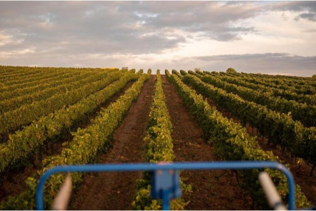 Visita a Bodegas Protos con Cata de 3 Vinos y aperitivo para dos (Peñafiel, Valladolid)
