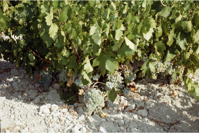 Visita Bodegas Pérez Barquero y Degustación de Cuatro Vinos para dos (Montilla, Córdoba)