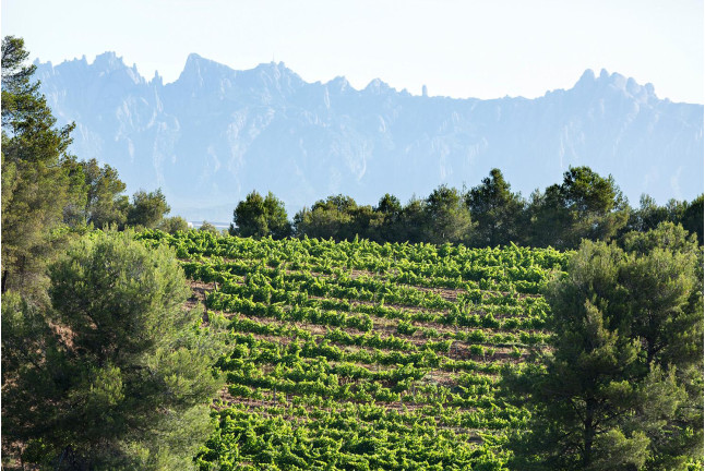 Visita a Museo y Caves Castellroig con Cata y Aperitivo para dos (Barcelona)