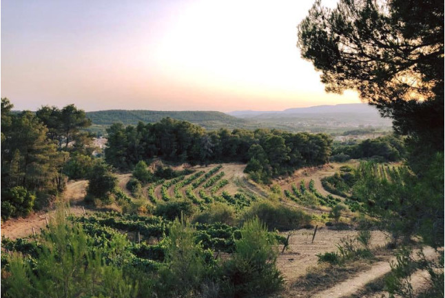 Visita a Museo y Caves Castellroig con Cata y Aperitivo para dos (Barcelona)