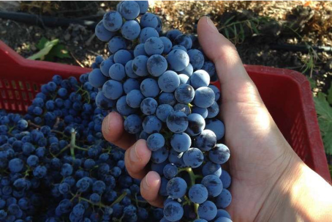 Visita a Bodega Ruiz Torres, Cata de 3 vinos y Obsequio para dos (Cáceres)