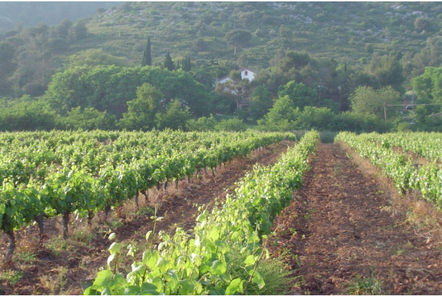 Visita a Caves Montau de Sadurní con Cata de Vinos y Botella de Vino para dos (Begues, Barcelona)