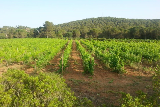 Visita a Caves Montau de Sadurní con Cata de Vinos y Botella de Vino para dos (Begues, Barcelona)