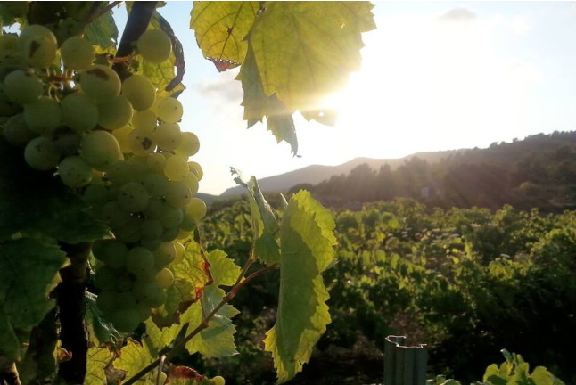 Visita a Caves Montau de Sadurní con Cata de Vinos y Botella de Vino para dos (Begues, Barcelona)