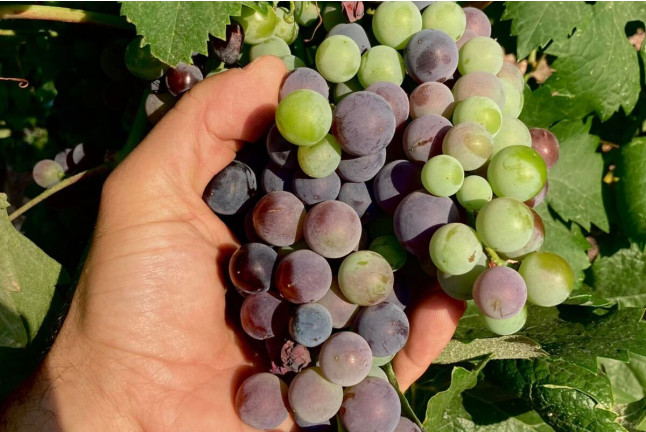 Visita, Degustación y Botella de Cava en el Celler Carles Andreu para dos (Pira, Tarragona)
