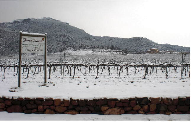 Visita al Celler Josep Foraster, Paseo por los Viñedos, Cata de 4 Vinos y Exposición para dos (Montblanc, Tarragona)