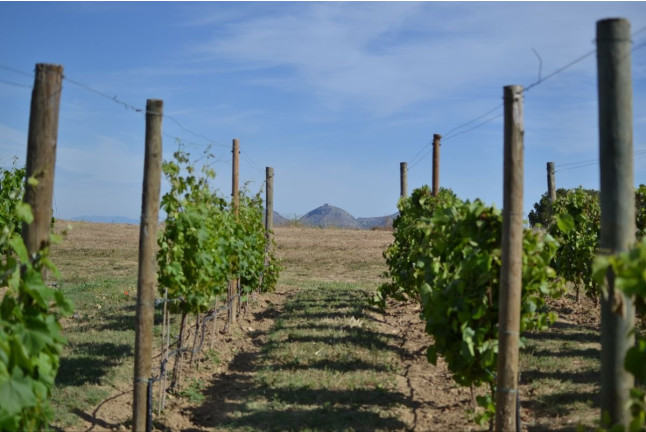 Visita a Celler Mas Geli con Degustación de Vinos y Productos Km0 para dos (Pals, Girona)