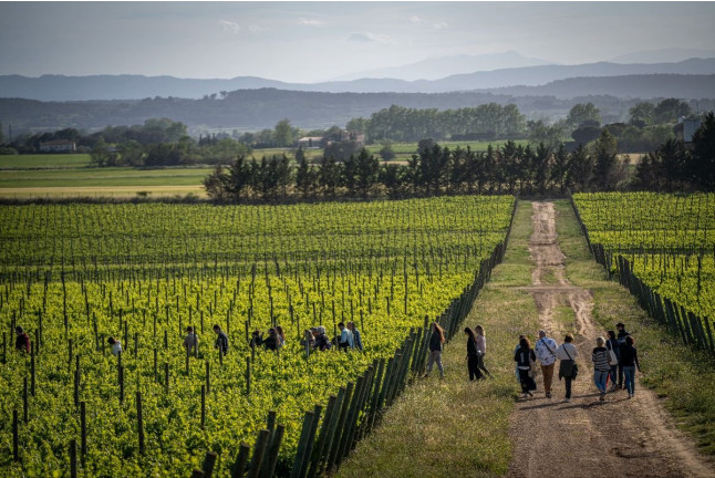 Visita a Celler Mas Geli con Degustación de Vinos y Productos Km0 para dos (Pals, Girona)