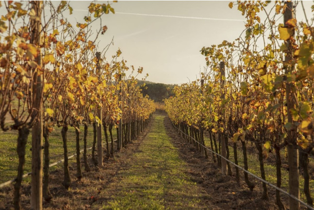 Visita a Celler Mas Geli con Degustación de Vinos y Productos Km0 para dos (Pals, Girona)
