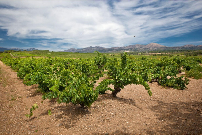 Visita Guiada a Celler Mas Llunes y Degustación de 5 Vinos para dos (Garriguella, Girona)