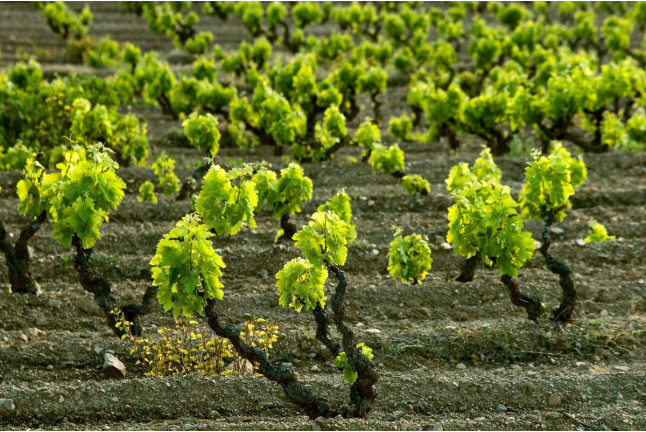 Visita Guiada a Celler Mas Llunes y Degustación de 5 Vinos para dos (Garriguella, Girona)
