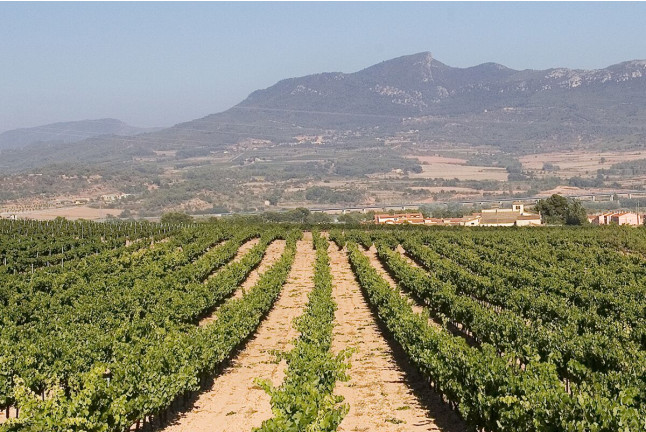 Visita al Celler Mas Foraster con Cata de Vinos y Circuito Spa con Comida para dos en Aquum Spa Estival Park (Tarragona)