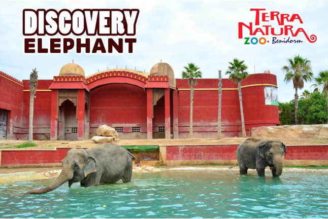 Discovery Elephant: Visita guiada para ver Elefantes y Entrada a Terra Natura Benidorm (Alicante)