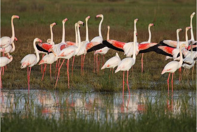 Visita Clásica al Parque Nacional de Doñana en Todoterreno (El Rocío, Huelva)