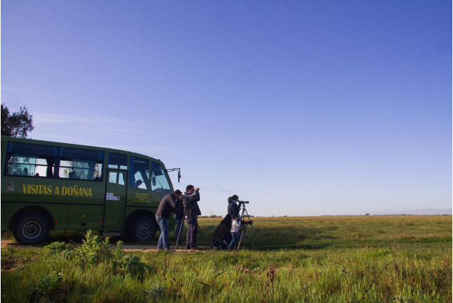 Visita Clásica al Parque Nacional de Doñana en Todoterreno (El Rocío, Huelva)
