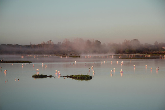 Visita Clásica al Parque Nacional de Doñana en Todoterreno (El Rocío, Huelva)