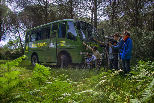 Visita Clásica al Parque Nacional de Doñana en Todoterreno (El Rocío, Huelva)