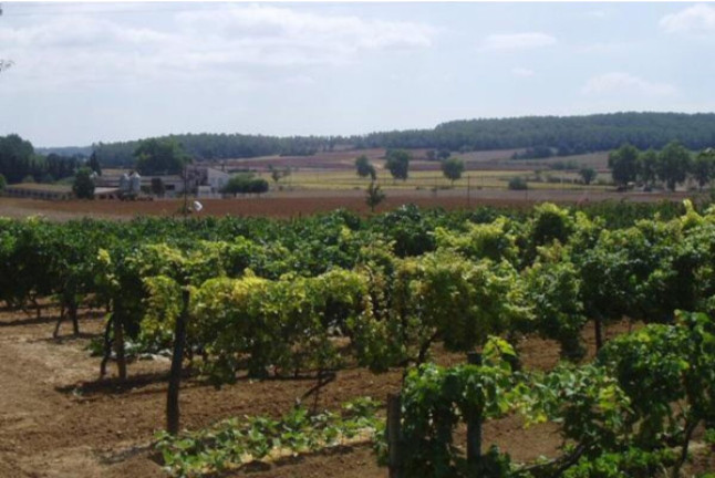 Vuelo en Globo con Fotos y Visita Guiada a la Bodega Baronia de Vilademuls con Cata de Vinos para dos (Girona)