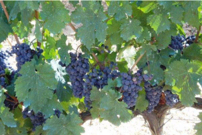 Vuelo en Globo con Fotos y Visita Guiada a la Bodega Baronia de Vilademuls con Cata de Vinos para dos (Girona)