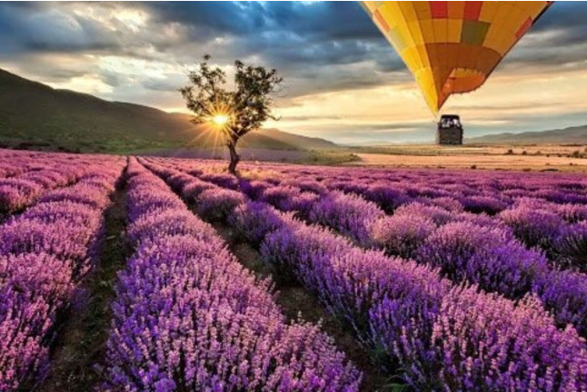 Vuelo en Globo con Fotos y Vídeo en Campos de Lavanda (Brihuega, Guadalajara)