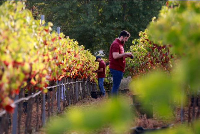 Vuelo en Globo con Desayuno, Cava y Vídeo y Visita a Bodega Huerto de la Condesa con Cata de Vinos para dos (Ronda, Málaga)