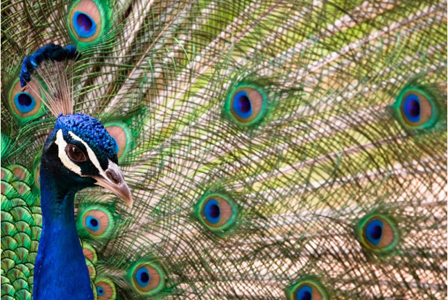 Entrada al Zoo de Barcelona y L'Aquàrium (Barcelona)