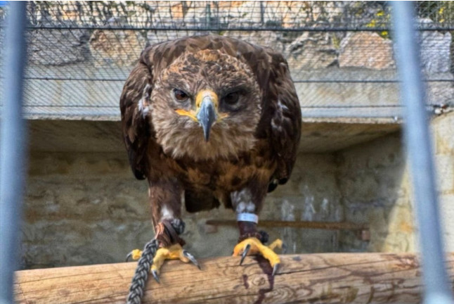 Entrada Guiada al Zoo del Pirineu (Lleida)