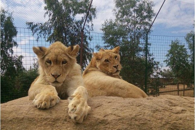 Entrada a Zoo Safari Fauna Aventura (Hinojosa de San Vicente, Toledo)