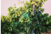 Visita a Bodega y Cata de Vinos para dos en Bodegas Marqués de Villalúa (Huelva)
