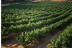 Visita a Bodega y Cata de Vinos para dos en Bodegas Marqués de Villalúa (Huelva)