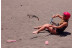 Curso de Iniciación al Kitesurf (Las Palmas, Gran Canaria) 