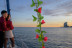 Salida en Velero de Día o Puesta de Sol (Barcelona)
