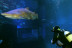 Buceo con Tiburones (Mallorca)