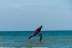 Curso de Wing Surf Foil Privado (Tarifa, Cádiz)